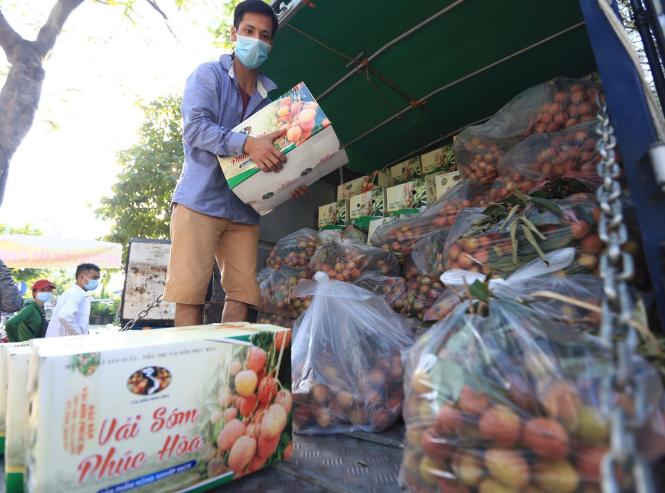 Vải sớm Phúc Hòa (Bắc Giang) được đóng từng hộp 10kg. (Ảnh: Hoàng Hiếu/TTXVN)