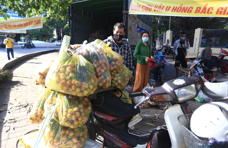 Vải được đóng kg/túi đưa đi tiêu thụ. (Ảnh: Hoàng Hiếu/TTXVN)