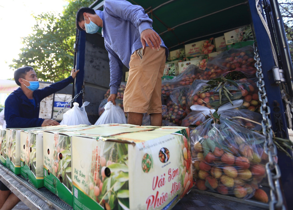 Những ngày gần đây có rất nhiều địa điểm hỗ trợ bán vải Bắc Giang xuất hiện trên địa bàn Thủ đô. (Ảnh: Hoàng Hiếu/TTXVN)