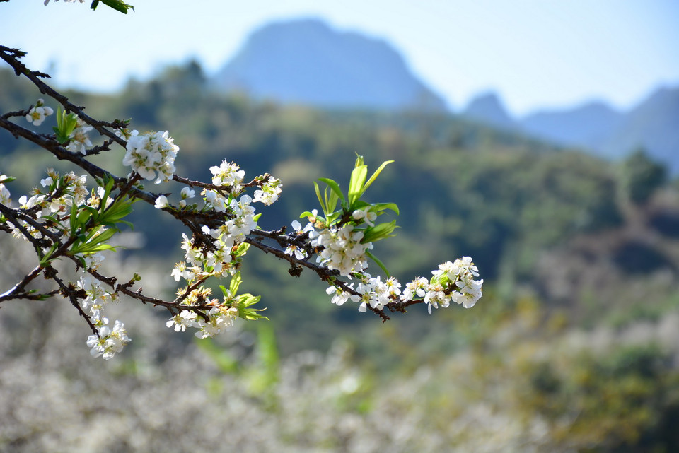 Hoa mận đang nở trắng khắp các vạt núi, triền đồi, trong các bản làng của người dân các dân tộc. 
