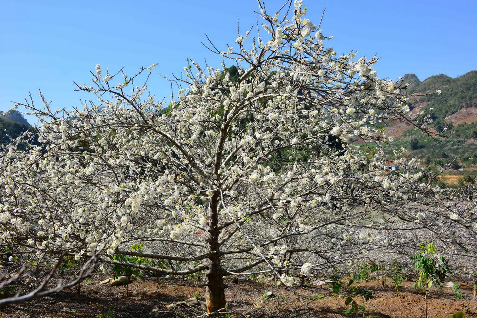 Những cành mận nở hoa khoe sắc với núi rừng Tây Bắc mỗi độ Xuân về.