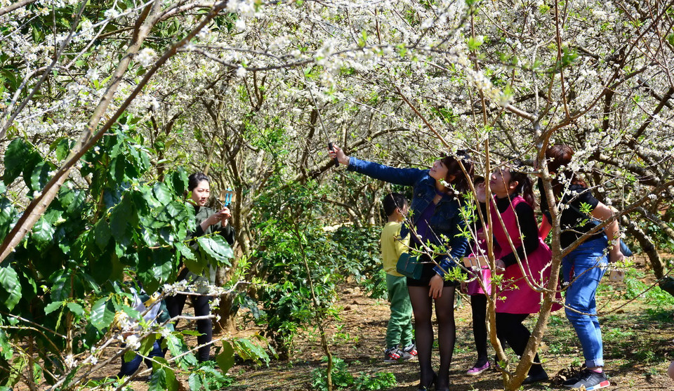 Mỗi khi mùa hoa đến những vườn mận lại giúp người dân có thêm một khoản thu nhập nữa khi có hàng ngàn du khách thích thú, mê mẩn với sắc đẹp của hoa mận đổ về thăm quan, chụp ảnh.