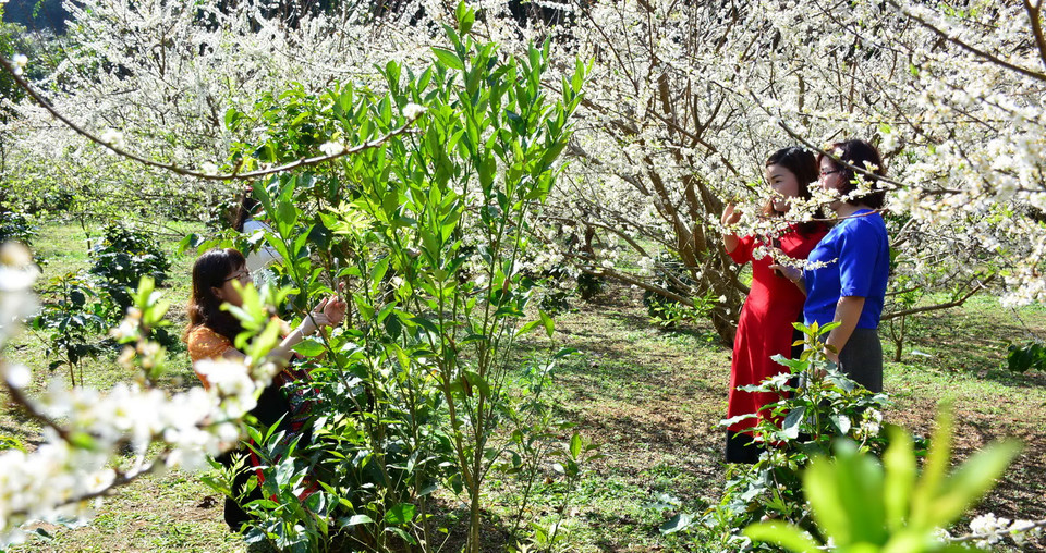 Những vườn hoa mận đã thu hút rất nhiều du khách đến thăm quan và chụp ảnh.