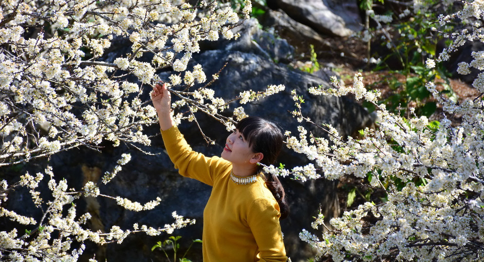 Những vườn hoa mận đã thu hút rất nhiều du khách đến thăm quan và chụp ảnh.