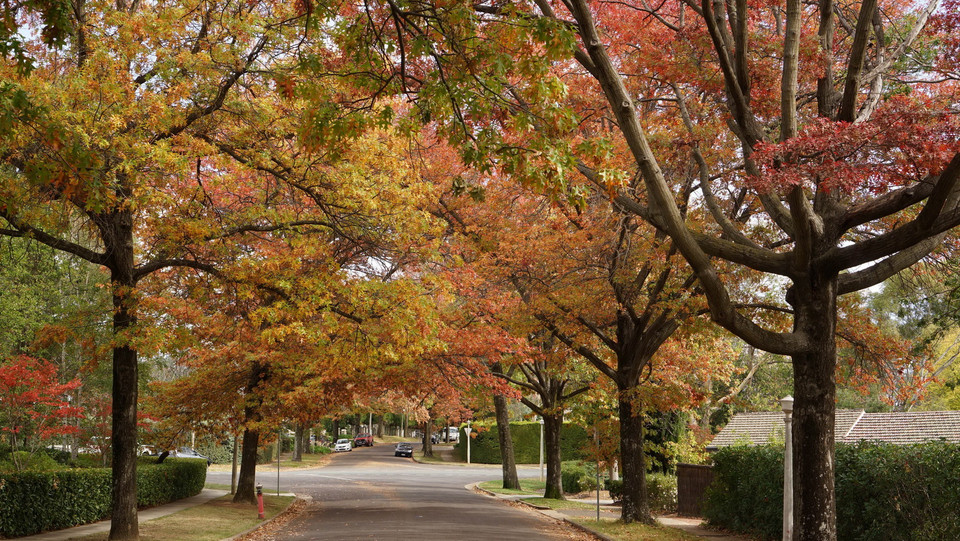 Những hàng cây lá đỏ trải dài thuộc quận Deakin. (Ảnh: Sao Băng/Vietnam+)