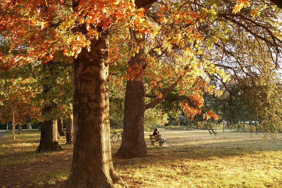 Những hàng cây lá đỏ trong khu vực Nhà Quốc hội. (Ảnh: Sao Băng/Vietnam+)