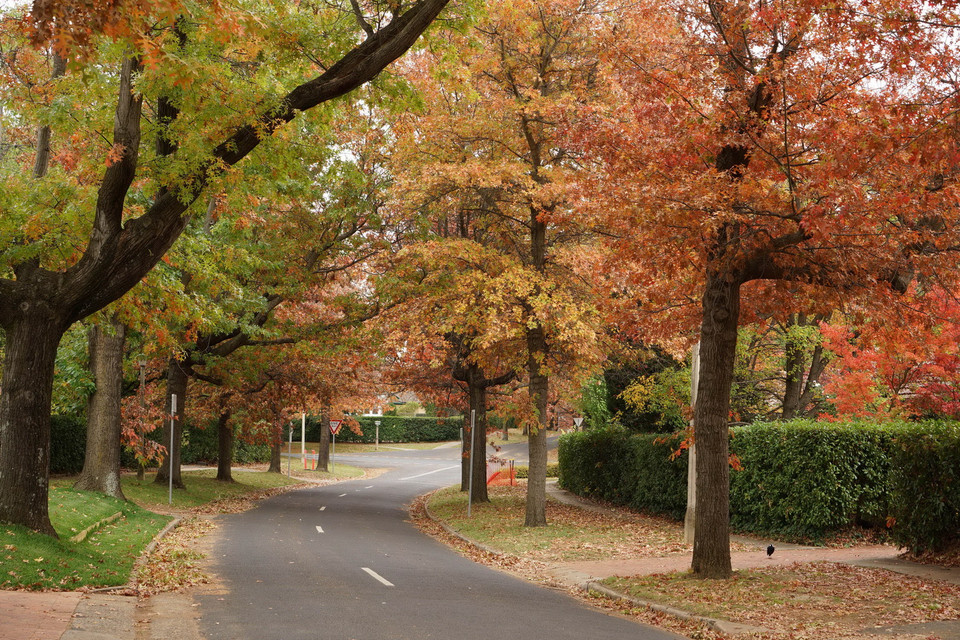 Những hàng cây lá đỏ trải dài thuộc quận Deakin. (Ảnh: Sao Băng/Vietnam+)