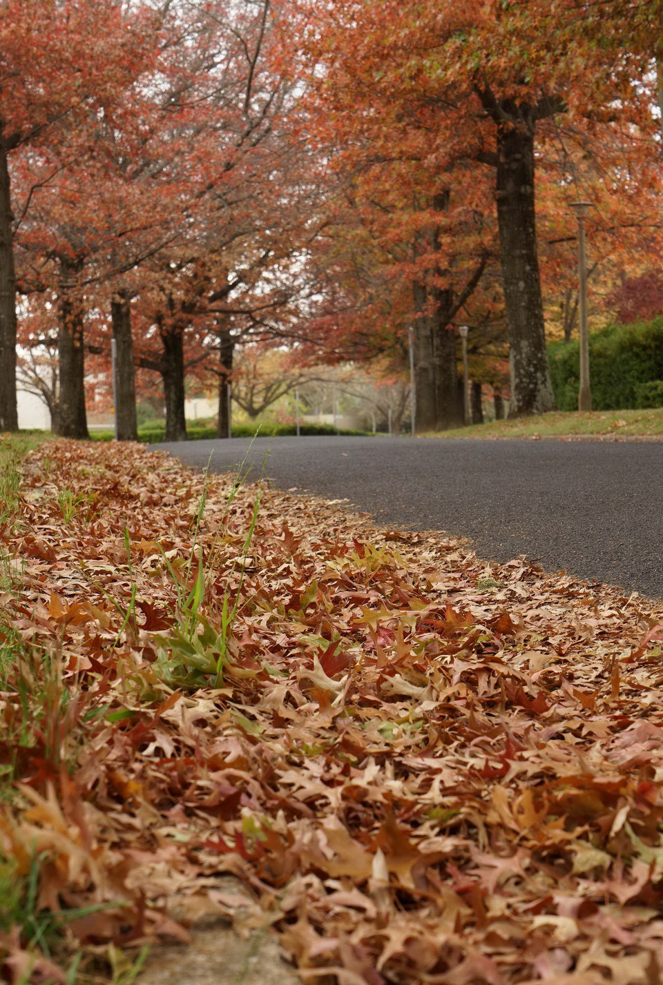 Những hàng cây lá đỏ trải dài thuộc quận Deakin. (Ảnh: Sao Băng/Vietnam+)