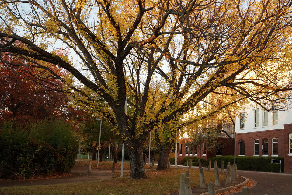 Những hàng cây lá đỏ trải dài thuộc quận Deakin. (Ảnh: Sao Băng/Vietnam+)