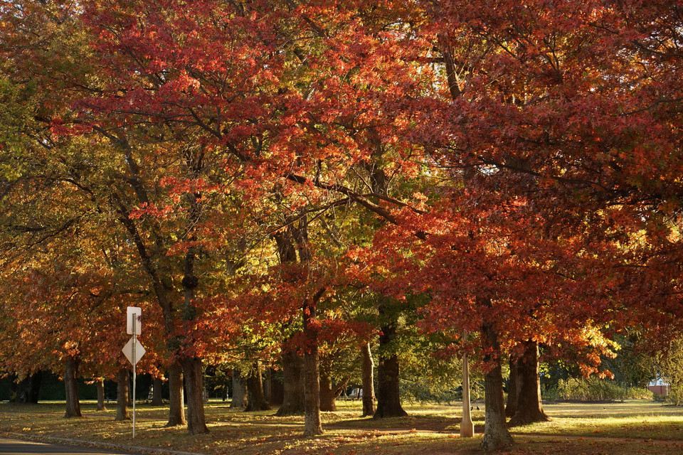 Những hàng cây lá đỏ trong khu vực Nhà Quốc hội. (Ảnh: Sao Băng/Vietnam+)