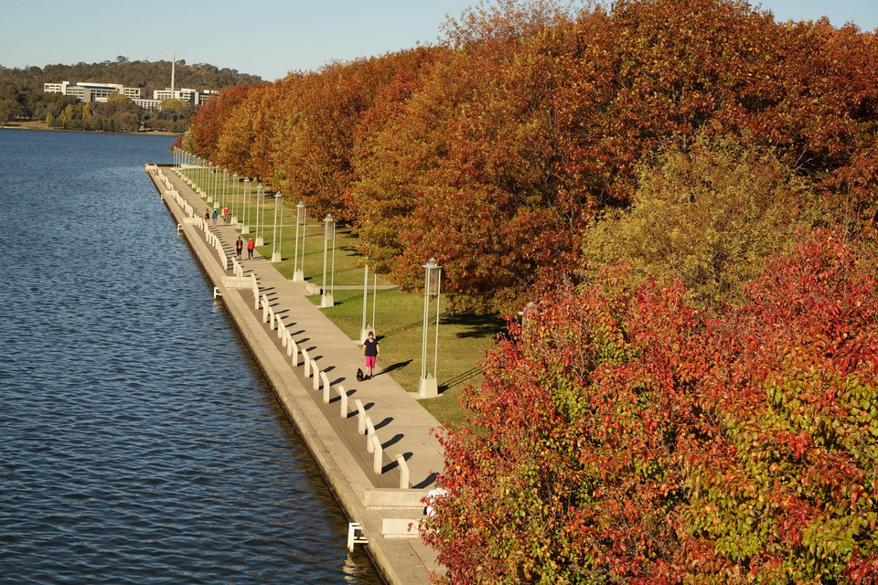Hàng cây bên bờ hồ Burley Griffin chuyển lá đỏ vào mùa Thu. Khi mùa Xuân tới sẽ nở hoa trắng tinh trước khi lá non xanh đâm chồi. (Ảnh: Sao Băng/Vietnam+)