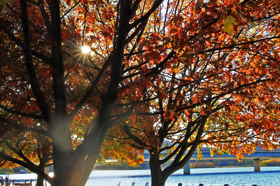 Dưới tán cây lá đỏ, lấp lánh những tia nắng mặt trời, đạp xe hay tản bộ là những trải nghiệm khó quên. (Ảnh: Sao Băng/Vietnam+)