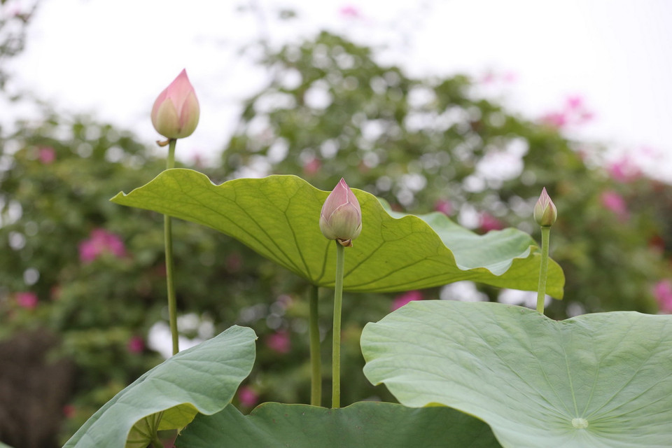 Đi qua miền sen ven hồ Tây một chiều mùa hạ như một điểm nhấn lãng mạn giữa bộn bề của cuộc sống. (Ảnh: Anh Tuấn/TTXVN)
