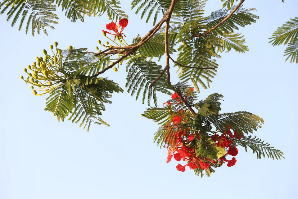  Hoa phượng còn được gọi là hoa học trò bởi mùa nở hoa vào tháng Năm cũng là tháng chia tay của học trò, khi trưởng thành, dù đi đâu, làm gì nhưng mỗi khi Hè tới, nhìn những chùm hoa phượng vĩ đỏ rực cả góc trời làm cho lòng ta bồi hồi nhiều cảm xúc. (Ảnh: Anh Tuấn/TTXVN)