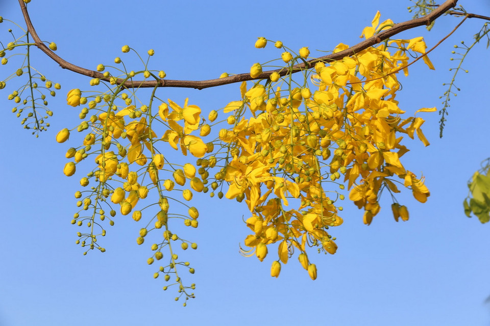 Trong ảnh: Muồng hoàng yến thuộc phân họ Vang của họ Đậu (Fabaceae). Loài này còn có một số tên khác như Muồng hoàng hậu, Hoa lồng đèn, Bò cạp nước, Bò cạp vàng, Mai dây, Cây xuân muộn, Mai nở muộn. (Ảnh: Anh Tuấn/TTXVN)
