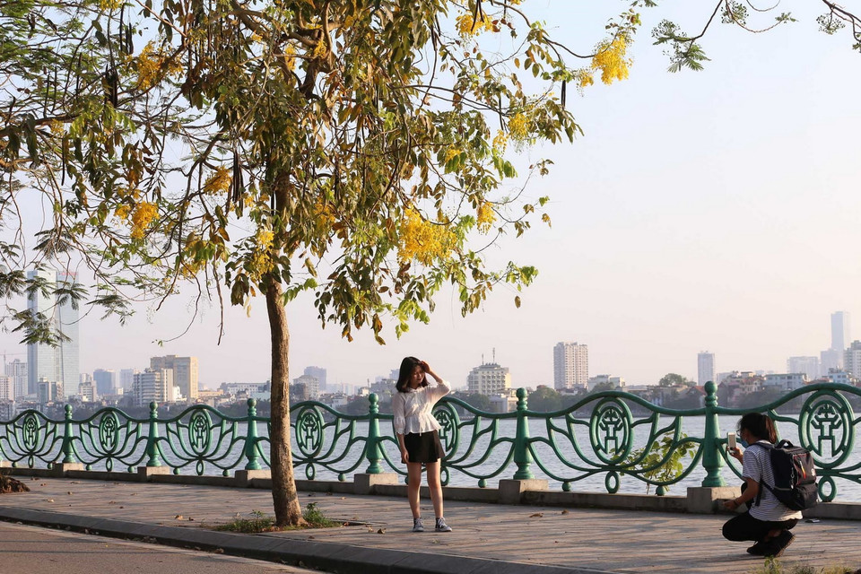 Hoa muồng hoàng yến được trồng nhiều ven hồ Tây và các khu đô thị mới phía Tây thủ đô. Hoa muồng hoàng yến cũng nở rộ trong tháng Năm, màu tươi của cây hoa này bung sắc cùng thời điểm bắt đầu mùa hoa phượng. (Ảnh: Anh Tuấn/TTXVN)