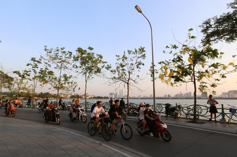 Những cây muồng hoàng yến bên bờ Hồ Tây lộng gió đã bung nở đẹp đến nao lòng trong buổi chiều mùa Hạ. (Ảnh: Anh Tuấn/TTXVN)