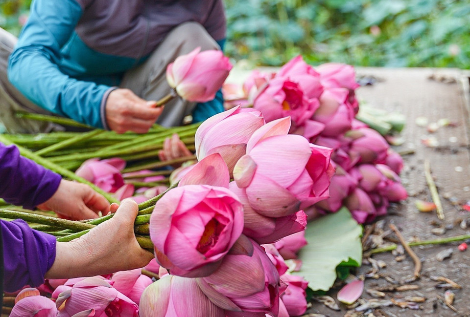 Hoa sen Bách Diệp để ướp trà được hái vào khoảng thời gian từ 4-5h sáng khi chưa có ánh nắng mặt trời, hoa còn ngậm đủ sương gió, đúng độ hàm tiếu, hé miệng sáo, làn hương còn được phong kín bởi những cánh mỏng hồng tươi là thời điểm cho hương tốt nhất. (Ảnh: Khánh Hòa/TTXVN)