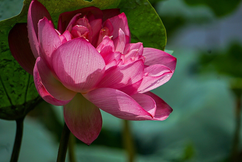 Sen Bách Diệp Hồ Tây bông lớn, khi nở to như hai bàn tay, có trăm cánh, xếp lớp bao bọc lấy nhụy, đài và gạo sen, giữ cho sen một mùi thơm thuần khiết, ngát đượm. (Ảnh: Khánh Hòa/TTXVN)