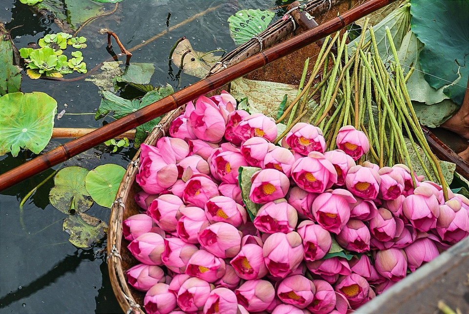 Hoa sen Bách Diệp để ướp trà được hái vào khoảng thời gian từ 4-5h sáng khi chưa có ánh nắng mặt trời, hoa còn ngậm đủ sương gió, đúng độ hàm tiếu, hé miệng sáo, làn hương còn được phong kín bởi những cánh mỏng hồng tươi là thời điểm cho hương tốt nhất. (Ảnh: Khánh Hòa/TTXVN)