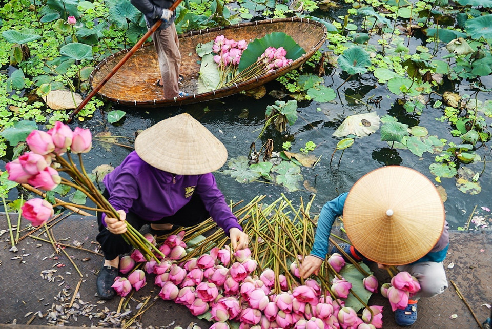 Sen Bách Diệp để ướp trà được hái vào khoảng thời gian từ 4-5h sáng khi chưa có ánh nắng mặt trời, hoa còn ngậm đủ sương gió, đúng độ hàm tiếu, hé miệng sáo, làn hương còn được phong kín bởi những cánh mỏng hồng tươi là thời điểm cho hương tốt nhất. (Ảnh: Khánh Hòa/TTXVN)