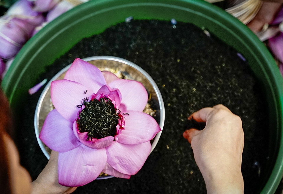 Để ướp được trà sen Tây Hồ, với hương thơm đặc trưng phải dùng sen Bách Diệp Hồ Tây. (Ảnh: Khánh Hòa/TTXVN)