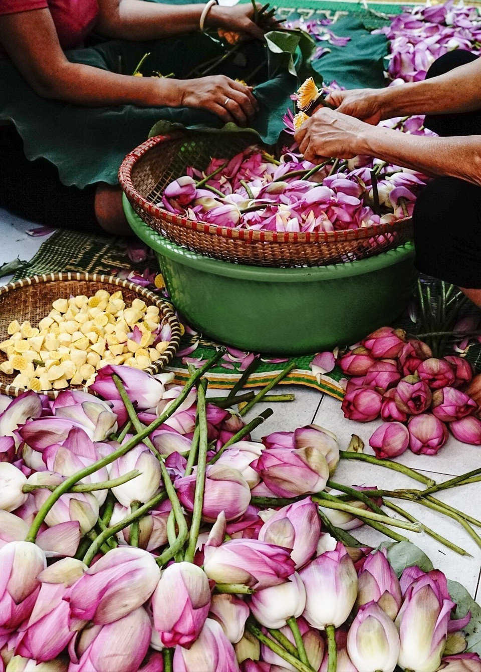 Để ướp được trà sen Tây Hồ, với hương thơm đặc trưng phải dùng sen Bách Diệp Hồ Tây. (Ảnh: Khánh Hòa/TTXVN)