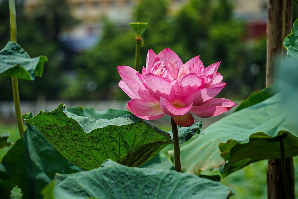 Sen Bách Diệp Hồ Tây bông lớn, khi nở to như hai bàn tay, có trăm cánh, xếp lớp bao bọc lấy nhụy, đài và gạo sen, giữ cho sen một mùi thơm thuần khiết, ngát đượm. (Ảnh: Khánh Hòa/TTXVN)