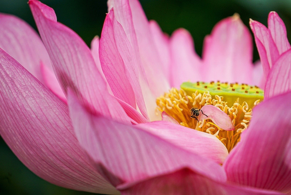 Sen Bách Diệp Hồ Tây bông lớn, khi nở to như hai bàn tay, có trăm cánh, xếp lớp bao bọc lấy nhụy, đài và gạo sen, giữ cho sen một mùi thơm thuần khiết, ngát đượm. (Ảnh: Khánh Hòa/TTXVN)