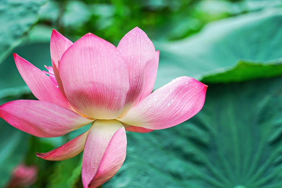 Vẻ đẹp tinh khiết, đặc biệt của hoa sen Bách Diệp Hồ Tây. (Ảnh: Khánh Hòa/TTXVN)