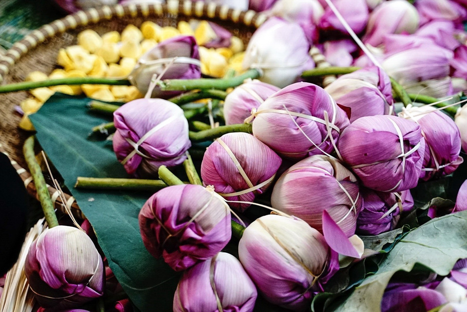 Để ướp được trà sen Tây Hồ, với hương thơm đặc trưng phải dùng sen Bách Diệp Hồ Tây. (Ảnh: Khánh Hòa/TTXVN)