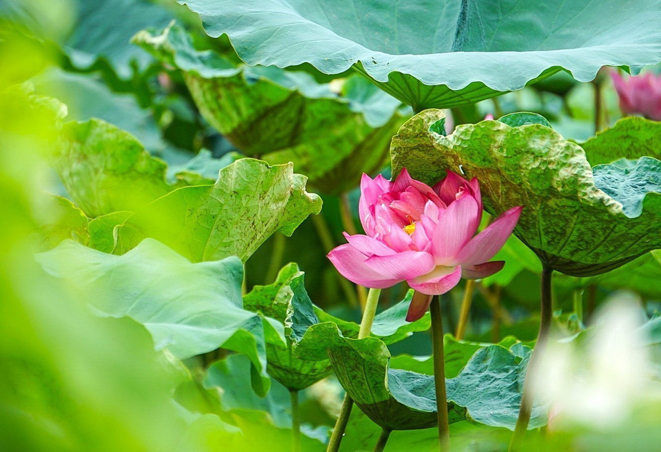 Sen Bách Diệp Hồ Tây bông lớn, khi nở to như hai bàn tay, có trăm cánh, xếp lớp bao bọc lấy nhụy, đài và gạo sen, giữ cho sen một mùi thơm thuần khiết, ngát đượm. (Ảnh: Khánh Hòa/TTXVN