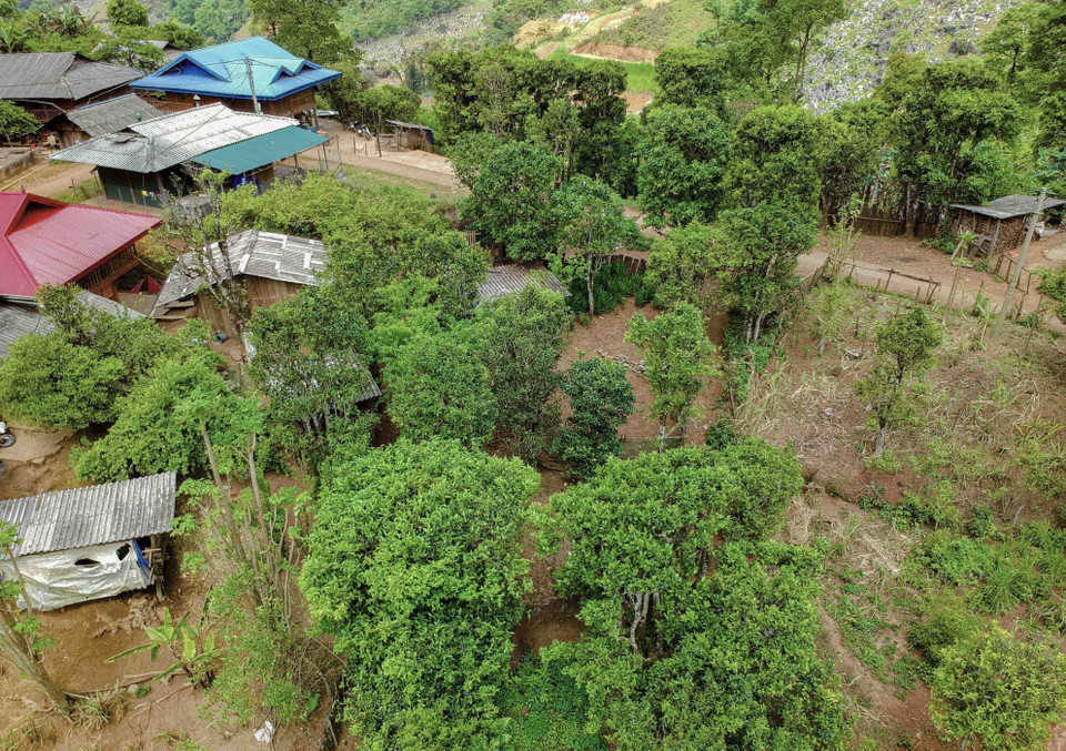 Rừng chè cổ thụ xã Sín Chải (huyện Tủa Chùa, tỉnh Điện Biên) hiện có gần 4.000 cây chè cổ thụ. Trong ảnh: Rừng chè cổ thụ của gia định ông Hạng A Chư ở thôn Hấu Chua, xã Sín Chải. (Ảnh: Xuân Tư/TTXVN)