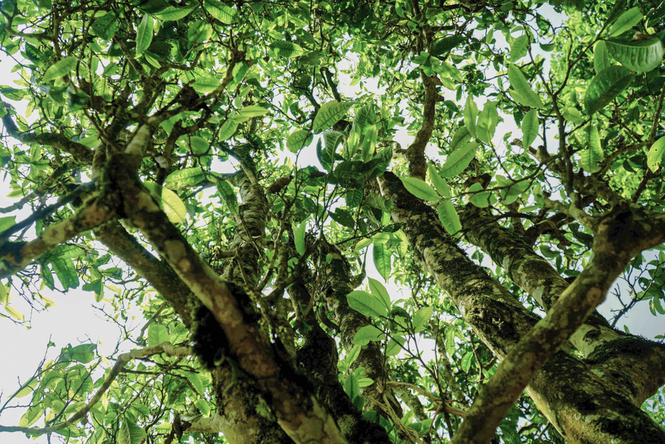 Những cây chè cổ thụ xanh ngắt đang vào vụ thu hoạch. (Ảnh: Xuân Tư/TTXVN)