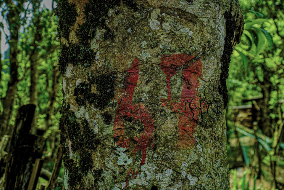 Những thân cây chè cổ thụ được đánh số vừa được công nhận là Cây di sản Việt Nam. (Ảnh: Xuân Tư/TTXVN)