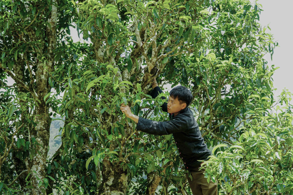 Bà con dân tộc Mông ở Sín Chải thường thu hoạch chè trong khoảng thời gian từ tháng 3 đến hết tháng 10 hằng năm. (Ảnh: Xuân Tư/TTXVN)