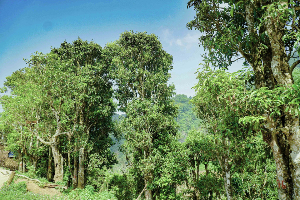 Những cây chè cổ thụ ở thôn Hấu Chua, xã Sín Chải, huyện Tủa Chùa. (Ảnh: Xuân Tư/TTXVN)