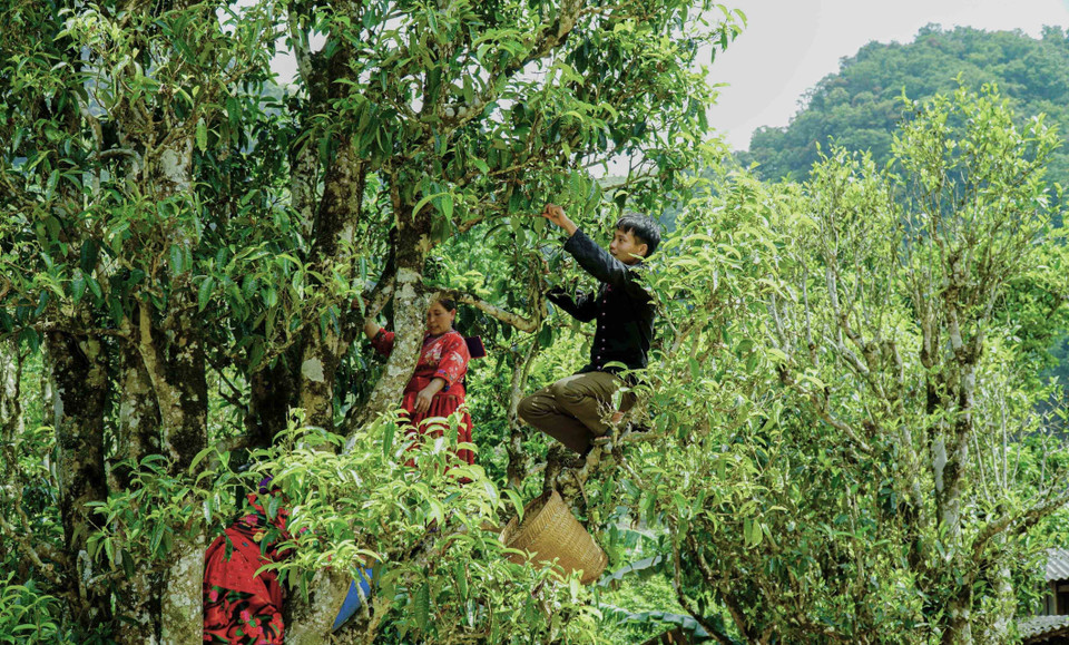 Người dân phải đứng trên độ cao gần chục mét để hái chè. Ảnh: Xuân Tư/TTXVN)