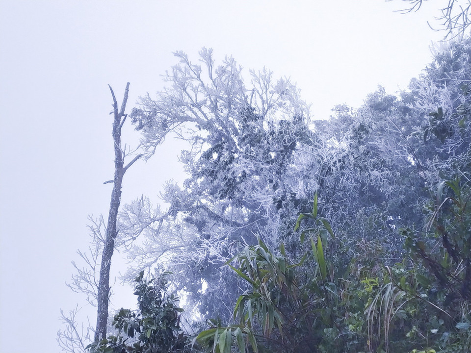 Cây rừng trên núi Khoan La San bị băng tuyết phủ kín. (Ảnh: TTXVN phát)