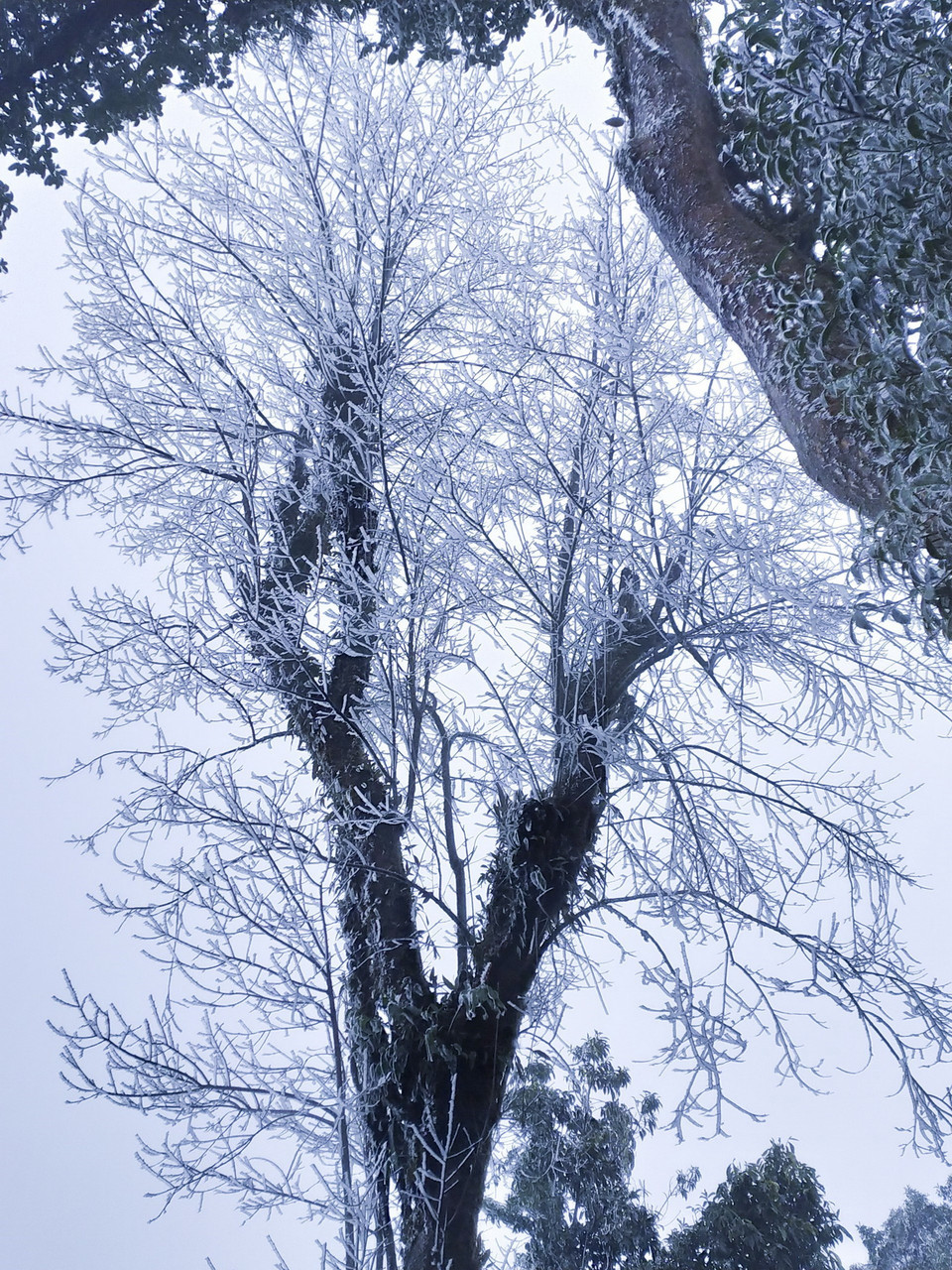 Một cây to trên đỉnh núi Khoan La San bị băng tuyết phủ kín một màu trắng. (Ảnh: TTXVN phát)