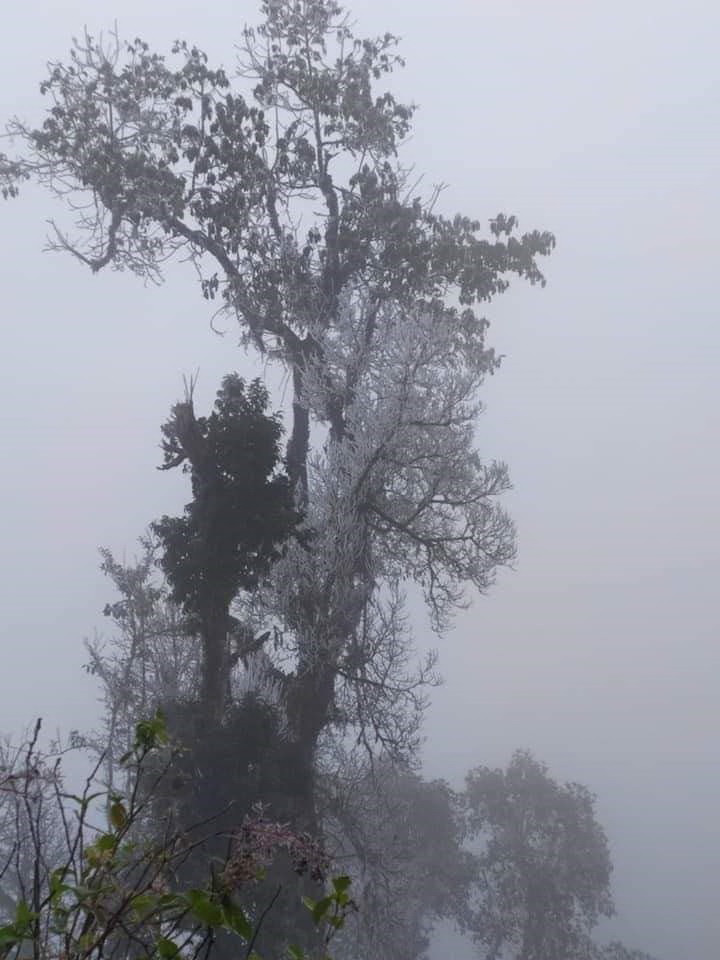 Băng tuyết phủ kín cây, cảnh vật trên đỉnh Khoan La San. (Ảnh: TTXVN phát)