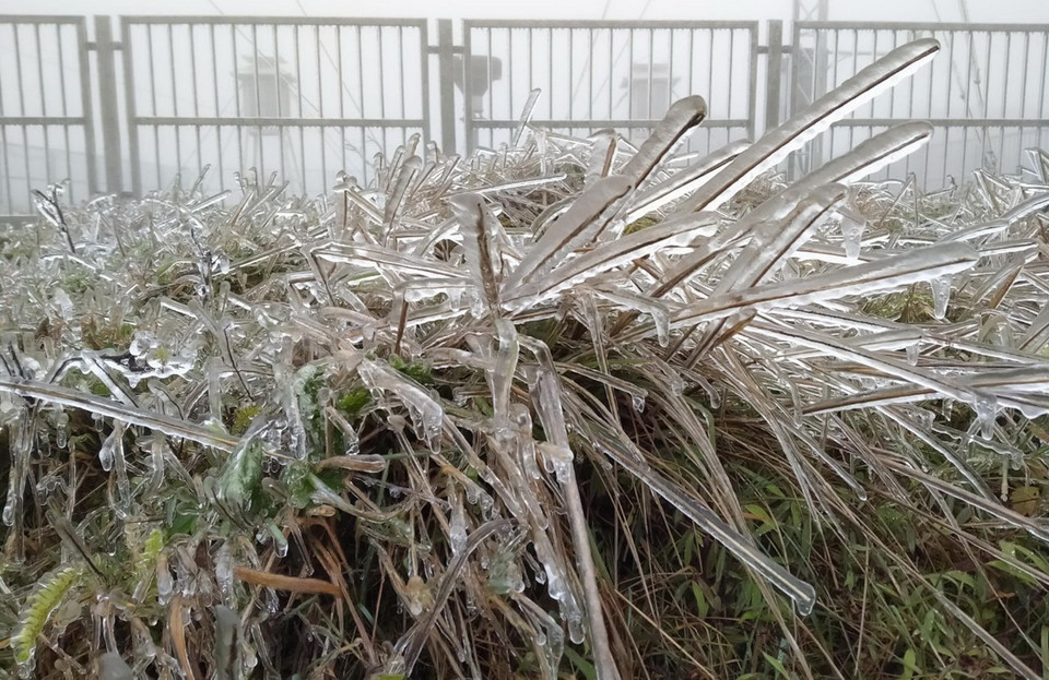 Một du khách cho biết chưa thấy tuyết xuất hiện nhưng thấy được băng trên các cành cây ngọn cỏ, nhà cửa là chị đã rất vui rồi. (Ảnh: Anh Tuấn/TTXVN)