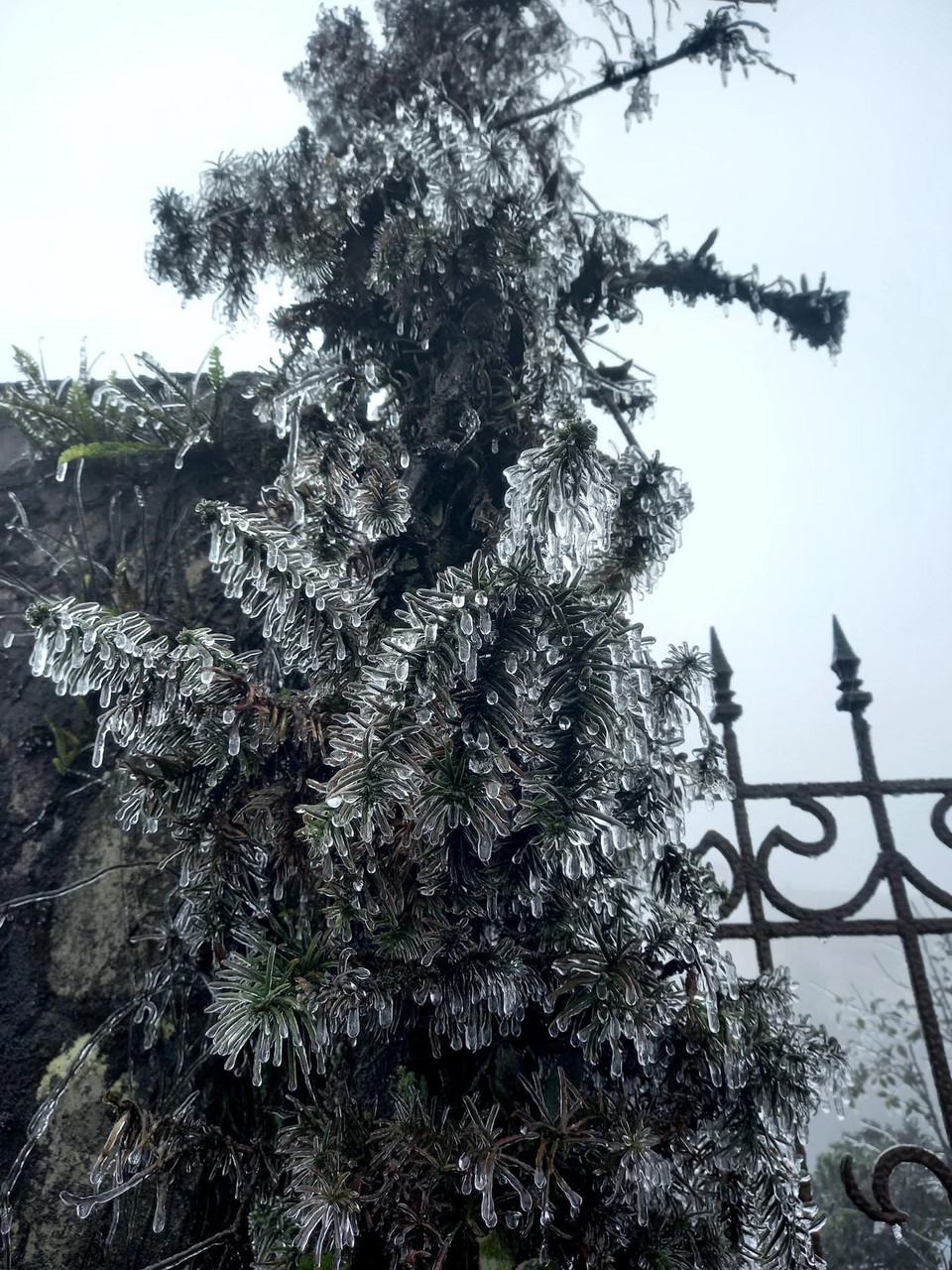 Nhiệt độ giảm mạnh xuống dưới 0 độ C, có mưa nhỏ và gió nên đã xuất hiện băng giá đông. (Ảnh: Anh Tuấn/TTXVN)