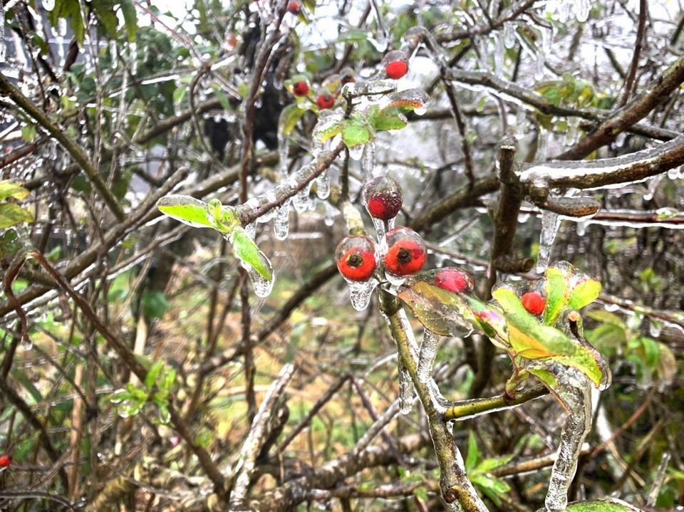 Do ảnh hưởng của không khí lạnh kết hợp với rãnh gió Tây trên cao nên ngày 20/2 tại Cao nguyên đá Đồng Văn đã xuất hiện băng giá. (Ảnh: TTXVN phát)