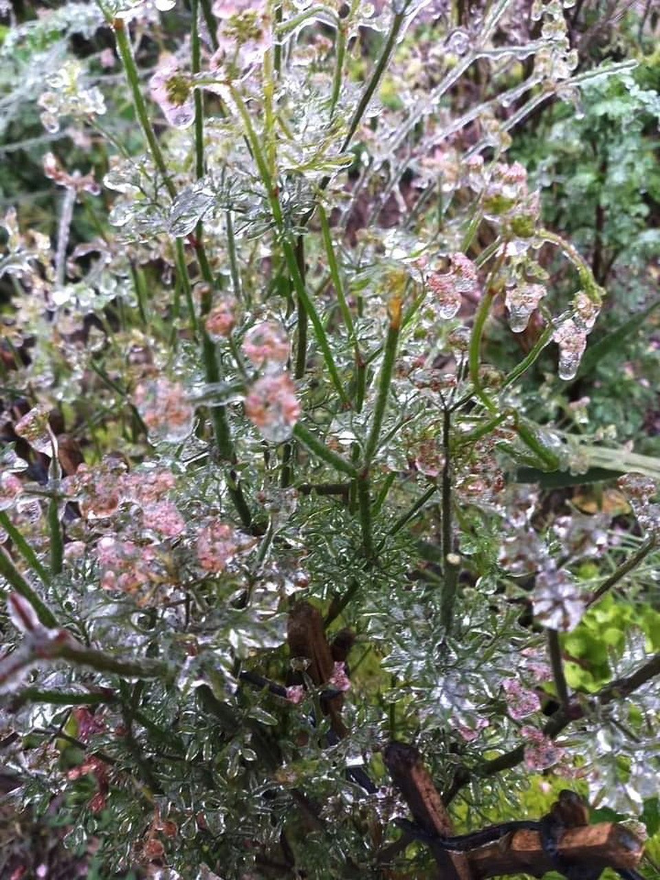 Băng giá phủ kín trên diện rộng ở Cao nguyên đá Đồng Văn. (Ảnh: TTXVN phát)