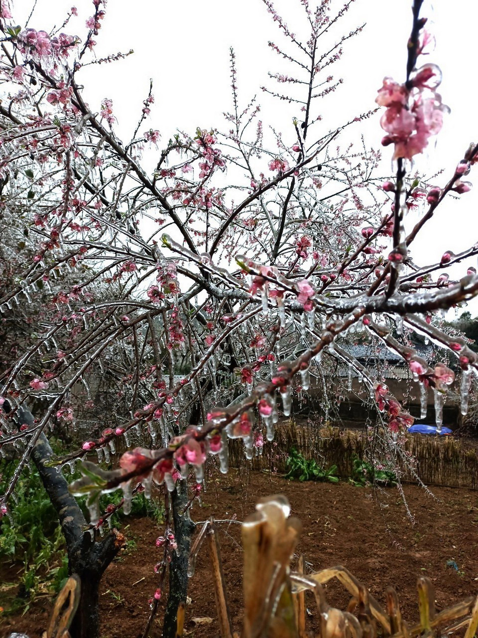 Nhiệt độ dưới 0 độ C, băng giá xuất hiện ở Cao Nguyên đá Đồng Văn. (Ảnh: TTXVN phát)
