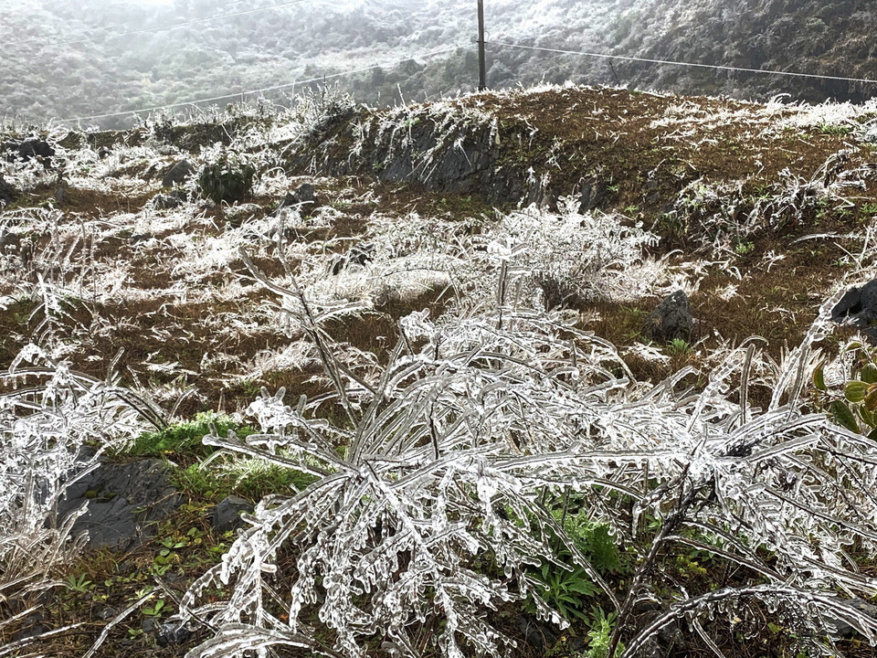 Băng giá phủ kín trên ngọn cỏ ở Cao nguyên đá Đồng Văn. (Ảnh: TTXVN phát)