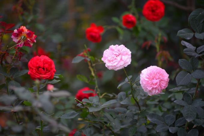 Hà Nội bước vào tiết giao mùa, trời chuyển dần sang thu cũng là lúc khung cảnh Ecopark đẹp nhất trong năm. Những cơn ngâu và làn gió thu xoa dịu đi cái nắng gắt, oi ả ngày hè cũng là lúc những vườn hồng tại Ecopark đua nhau bừng nở trong các khu vườn.