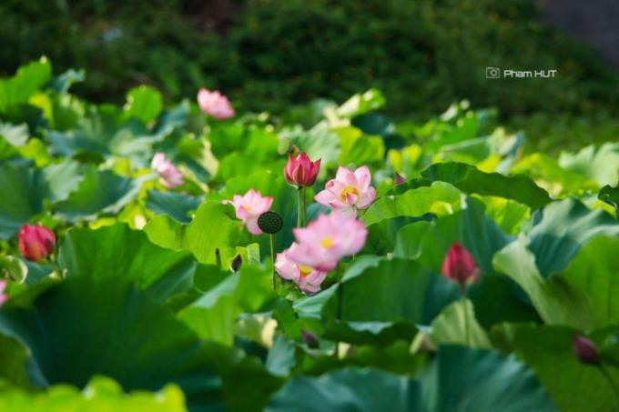 Mùa Hè là thời điểm Ecopark bước vào mùa sen, chủ yếu là sen hồng có hương thơm nhẹ nhàng. Những đầm sen tại đây như giúp làm dịu đi cái oi nóng của ngày Hè miền Bắc.