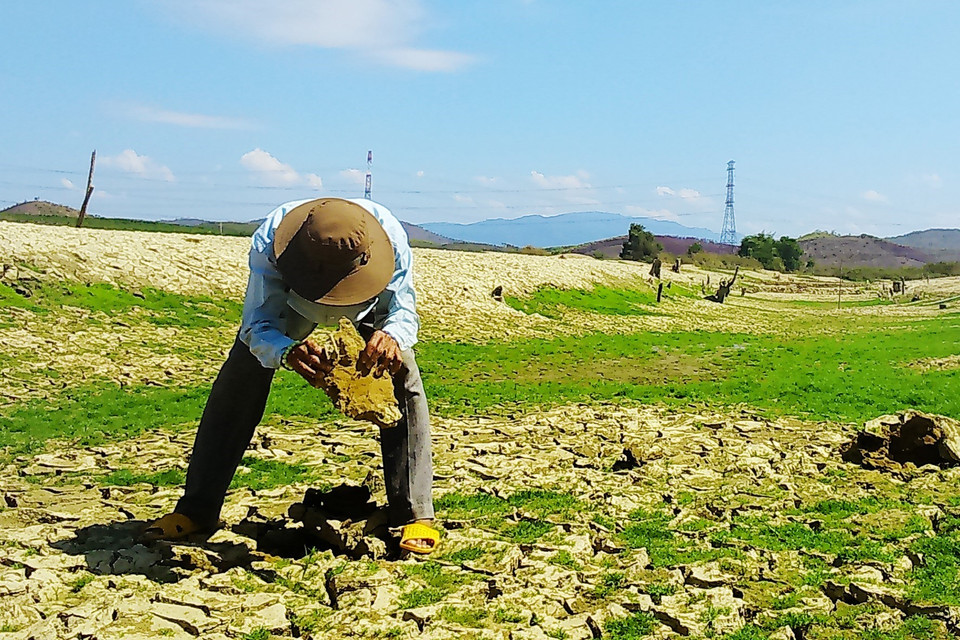 Theo thống kê, dung tích hữu ích hiện tại của 17 hồ, đập chứa nước trên địa bàn tỉnh chỉ còn khoảng 17 triệu m3 /259 triệu m3 tổng dung tích hữu ích thiết kế (khoảng 6%). Trong ảnh: Hồ Tà Mon đã cạn trơ đáy, dưới mực nước chết. (Ảnh: Nguyễn Thanh/TTXVN)